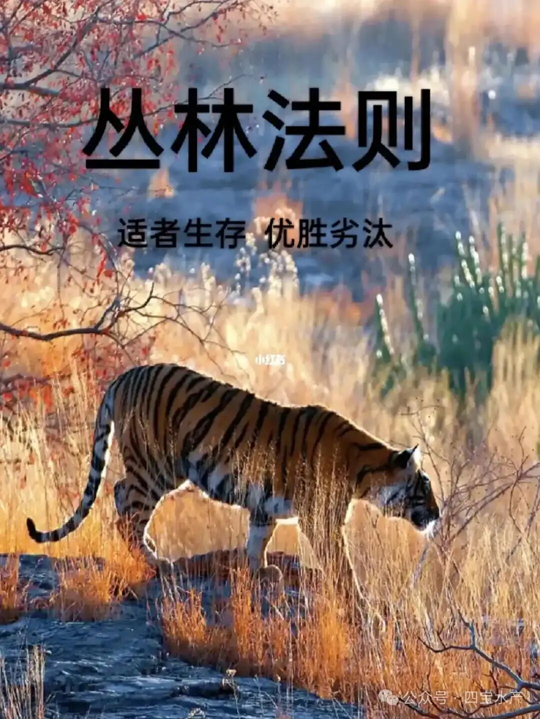 努力的意义(图2) 努力的意义(图2)