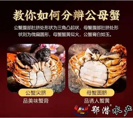 4公螃蟹(图2)