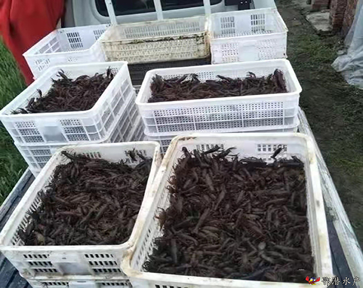 150尾以上潜江小龙虾苗(图2)