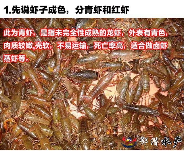 6-8大青(图2) 6-8大青(图2)