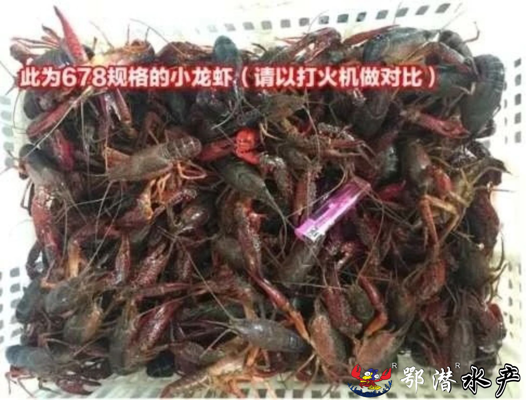 6-8大青(图3) 6-8大青(图3)