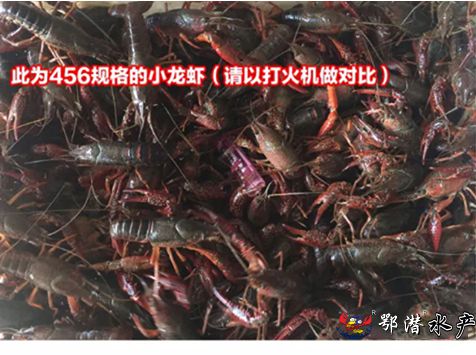 4-6中红(图3) 4-6中红(图3)
