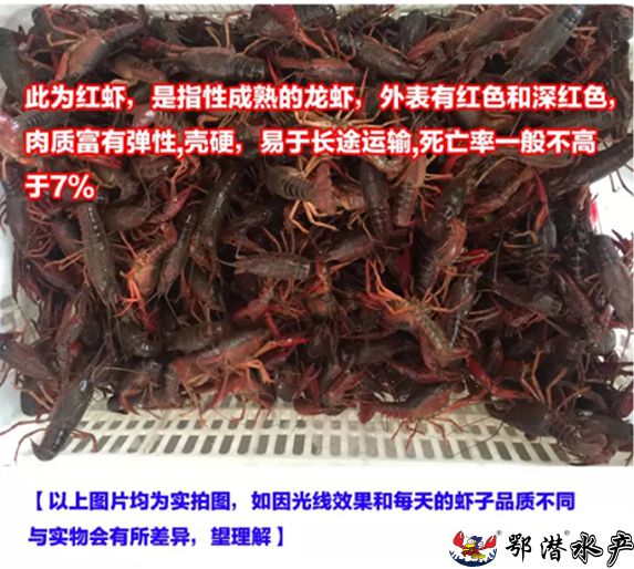 4-6中红(图2) 4-6中红(图2)