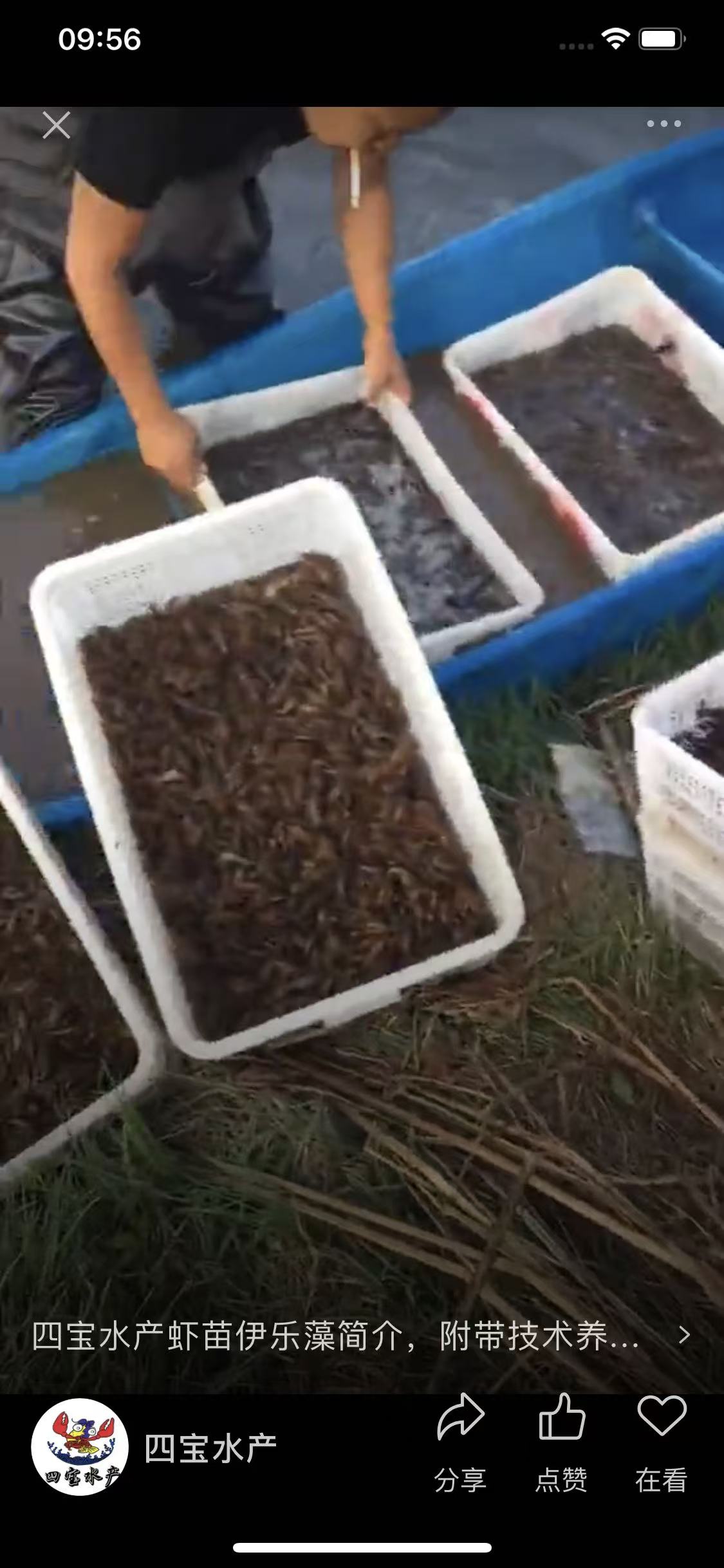 潜江小龙虾苗(图3) 潜江小龙虾苗(图3)
