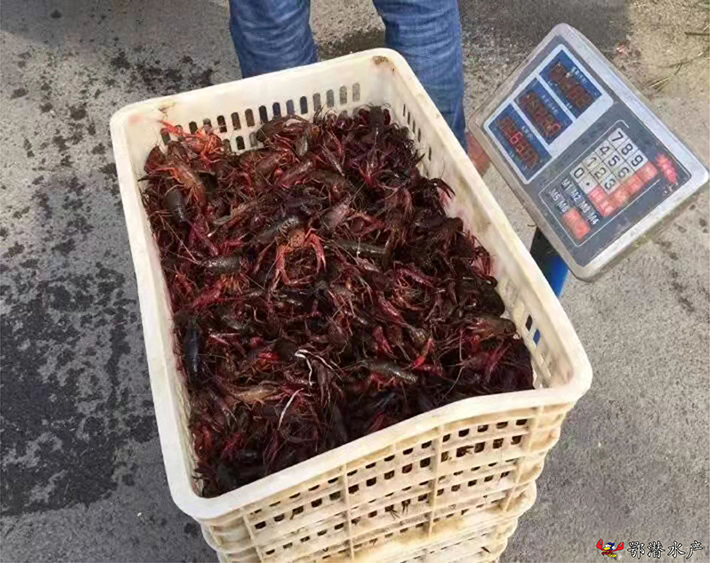 潜江小龙虾苗(图4) 潜江小龙虾苗(图4)