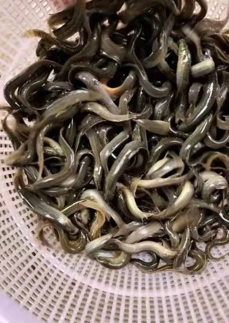 鳝鱼泥鳅(图2) 鳝鱼泥鳅(图2)
