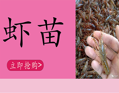 潜江小龙虾苗