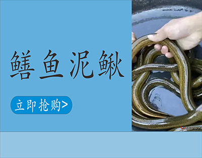 鳝鱼泥鳅