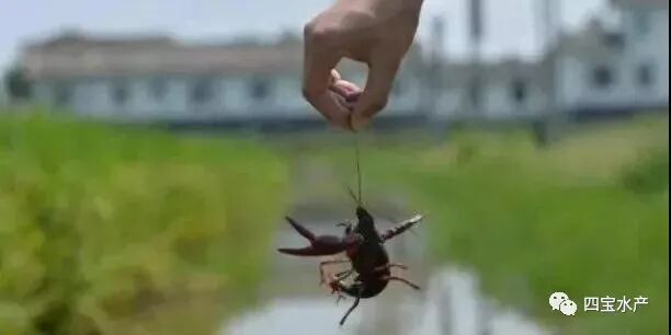 想要养殖龙虾,记住这些点你就能成功,同时也要避免误区(图1) 想要养殖龙虾,记住这些点你就能成功,同时也要避免误区(图1)