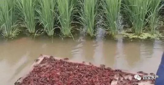 想要养殖龙虾,记住这些点你就能成功,同时也要避免误区(图3) 想要养殖龙虾,记住这些点你就能成功,同时也要避免误区(图3)