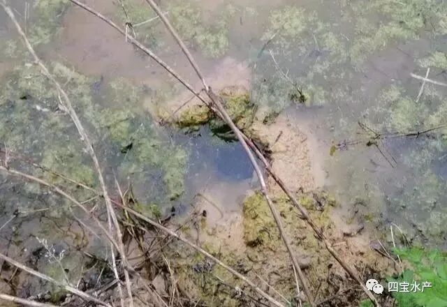 养殖小龙虾如何做整塘、清塘、进水工作您知道吗?(图1) 养殖小龙虾如何做整塘、清塘、进水工作您知道吗?(图1)