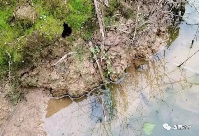 养殖小龙虾如何做整塘、清塘、进水工作您知道吗?(图2) 养殖小龙虾如何做整塘、清塘、进水工作您知道吗?(图2)