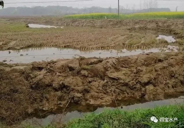 养殖小龙虾如何做整塘、清塘、进水工作您知道吗?(图4) 养殖小龙虾如何做整塘、清塘、进水工作您知道吗?(图4)
