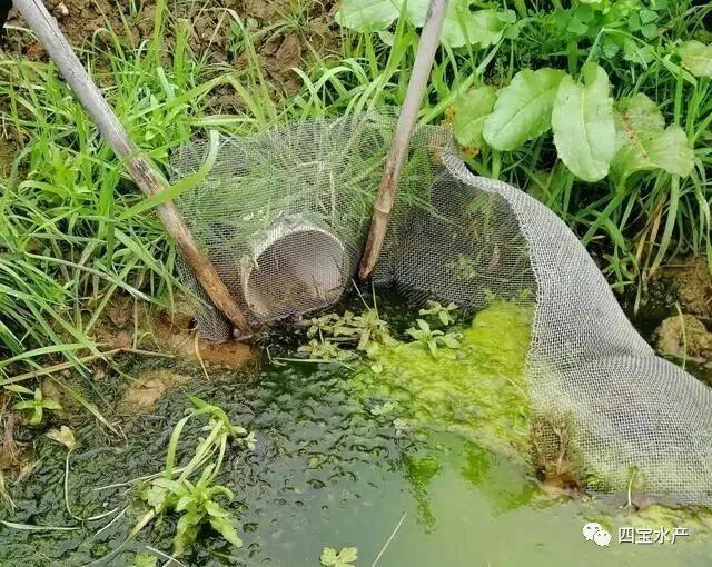 养殖小龙虾如何做整塘、清塘、进水工作您知道吗?(图5) 养殖小龙虾如何做整塘、清塘、进水工作您知道吗?(图5)