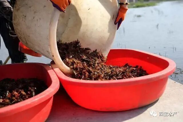 稻虾田开始死虾了,到底是哪些原因造成的呢?看看文章的分析(图1) 稻虾田开始死虾了,到底是哪些原因造成的呢?看看文章的分析(图1)
