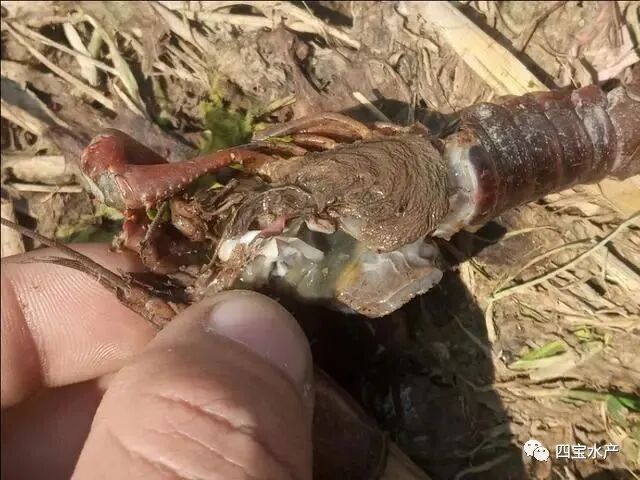稻虾田开始死虾了,到底是哪些原因造成的呢?看看文章的分析(图3) 稻虾田开始死虾了,到底是哪些原因造成的呢?看看文章的分析(图3)